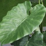 Umelá rastlina Alocasia Calidora Green 80 cm