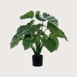 Umelá rastlina Alocasia Calidora Green 60 cm