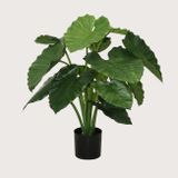 Umelá rastlina Alocasia Calidora Green 80 cm